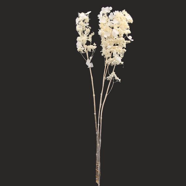 プリザーブドフラワー 花材 即日出荷 ノリウツギ オフホワイト プリザーブドフラワー 花材 即日出荷 ノリウツギ オフホワイト