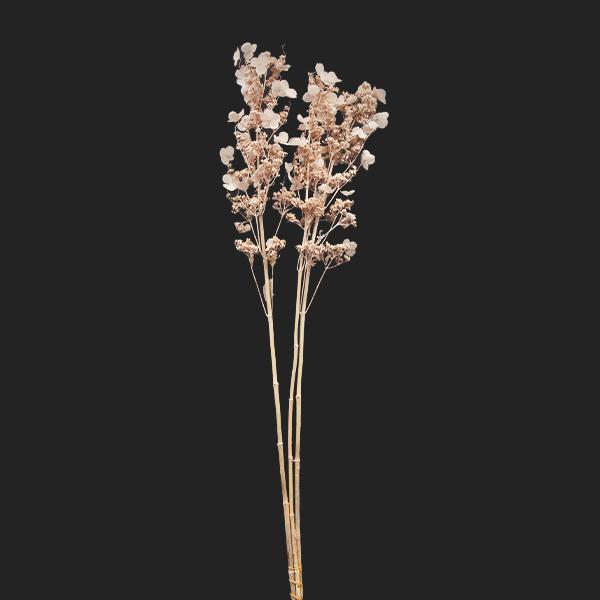 プリザーブドフラワー 花材 即日出荷 ノリウツギ ※色が薄い場合