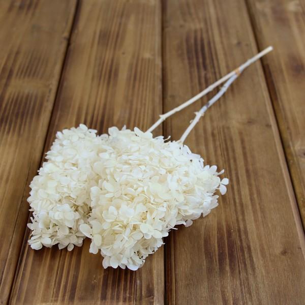 【商品サイズ】全長約40~50cm1束(約1~2本)【お伝えしたいこと】 ※プリザーブドフラワーとは※生花に柔らかい質感を保つよう特殊加工を施したものです。プリザーブドフラワーは染料が染み出す場合があります。ご使用時も色移りにご注意ください...