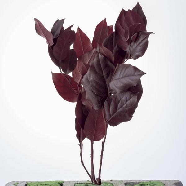 プリザーブドフラワー 即日出荷 大地農園 ソフトレモンリーフ バーガンディー 19ss Soh 860 造花ドライフラワー専門問屋花びし 通販 Yahoo ショッピング