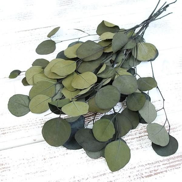 プリザーブドフラワー 即日出荷 大地 ポプルス プリザーブド グリーン 19aw Soh 080 700 造花ドライフラワー専門問屋花びし 通販 Yahoo ショッピング