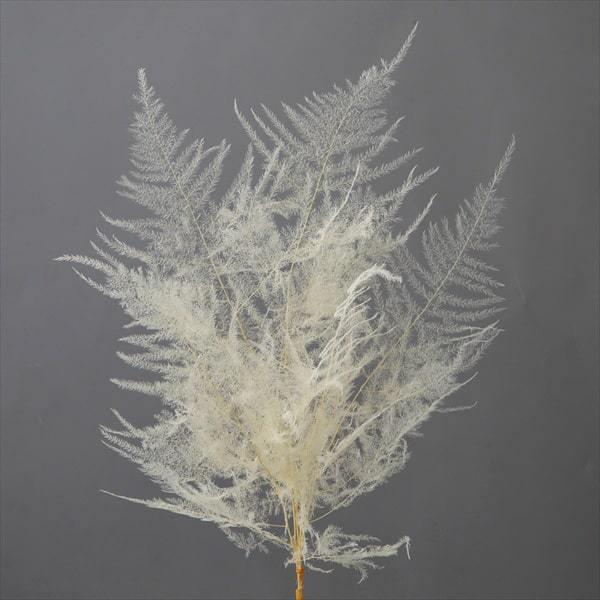 プリザーブドフラワー 花材 即日出荷 大地農園 40 Off 特価 アスパラ ショート オフホワイト 在庫限り オフホワイト アスパラ 葉 Soh 011 造花ドライフラワー専門問屋花びし 通販 Yahoo ショッピング