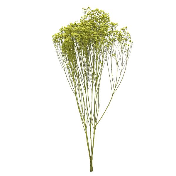 プリザーブドフラワー 花材 即日出荷 モリソニア グリーン スワッグ 