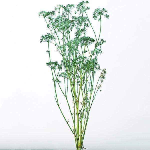プリザーブドフラワー 即日出荷 大地農園 イタリアンパセリ ウォッシュホワイト Soh 012 造花ドライフラワー専門問屋花びし 通販 Yahoo ショッピング