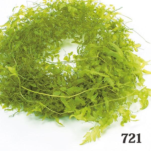 【内容量】(約20g)( allp5 )(10_dras)( 15_asoh )( drygr )フォーム隠しに、巻きつけて動きをだしたり、いろいろ便利に使えるプリザーブドグリーンです。通年使える定番人気素材です。防虫加工商品です。( gr...