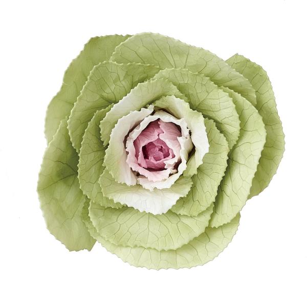 【商品仕様】花径:約6-8cm3輪入り※サイズに個体差がございます。【お伝えしたいこと】　※プリザーブドフラワーとは※生花に柔らかい質感を保つよう特殊加工を施したものです。プリザーブドフラワーは染料が染み出す場合があります。ご使用時も色移り...