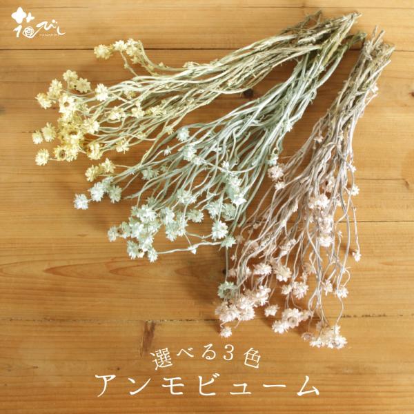 【商品仕様】全長約35cm1束約15g( 15_asoh )( 2024AW )( allp5 )( dryflw )ナチュラルな雰囲気を演出してくれる人気のアンモビュームに、シャビ―な雰囲気のマットカラーが加わりました。パウダーがかったよ...