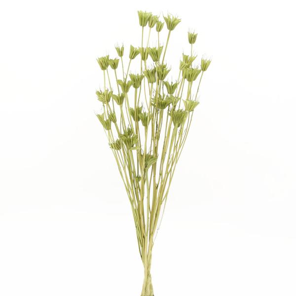 【商品仕様】全長:約50cm1束(約30g)( allp5 )(10_dras)( 15_asoh )可愛らしいフォルムで人気のニゲラオリエンタリスの自然なグリーンカラーです。カットしてハーバリウム、アロマワックスサシェ、レジン封入にもオス...