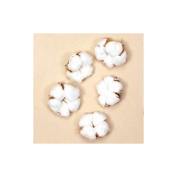 【商品仕様】約6cm(約5コ)【お伝えしたいこと】※木の実は自然素材の性質上、割れや欠け・潰れが含まれる場合があります。( allp5 )(10_dras)( 15_asoh )( nwyrdry )天然のコットンがついた、かわいらしい実で...