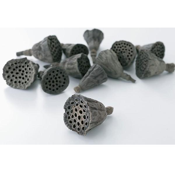 【商品仕様】約1~2.5cm約20コ【お伝えしたいこと】※木の実は自然素材の性質上、割れや欠け・潰れが含まれる場合があります。( allp5 )(10_dras)( 15_asoh )小さなアレンジにも使いやすい、かわいいサイズのハスの実で...