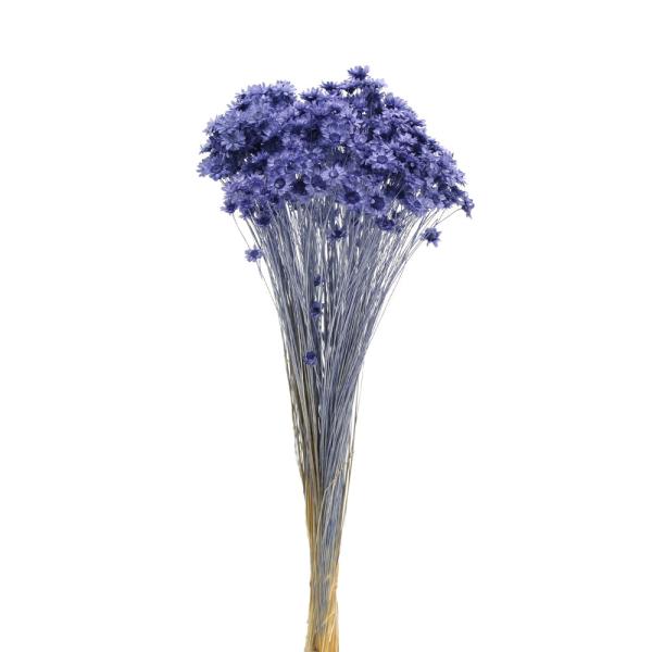 【商品仕様】約18g(1束)( allp5 )(10_dras)( 15_asoh )カラフルなラインナップが揃った、小分けにして使いやすい大人気のスターフラワー。アクセントに使って華やかさを添える、開いた花型が魅力あるドライ小花。アロマワ...