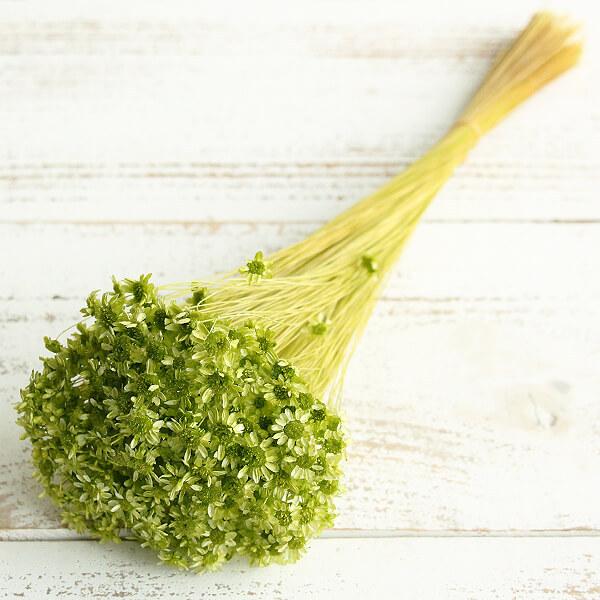 【商品サイズ】全長約30cm約400本入り・約18g【お伝えしたいこと】※花のサイズに個体差があったり、一部に折れている花や、取れている花が含まれる場合がございます。※植物の特性上、ステム部分に原料由来のワタ状のものが付着している場合がござ...