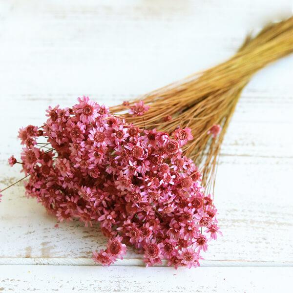 ドライフラワー 花材 即日出荷 大地農園 スターフラワー プティ ストロベリー ドライフラワー スワッグ ブーケ ドライフラワー花束 花束 花 Soh 2 造花ドライフラワー専門問屋花びし 通販 Yahoo ショッピング