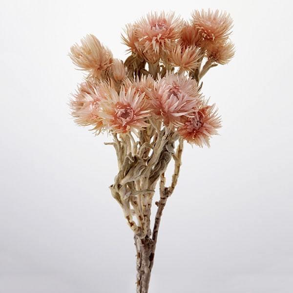 y|Cg5{ 11/03 09:59z hCt[ ԍ o Vo[f[W[ sN[u sN[u hCt[ XbO u[P n_