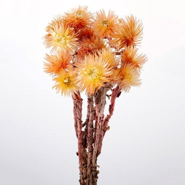 y|Cg5{ 11/03 09:59z hCt[ ԍ o Vo[f[W[ CG[sN hCt[ XbO u[P ԑ [X n_