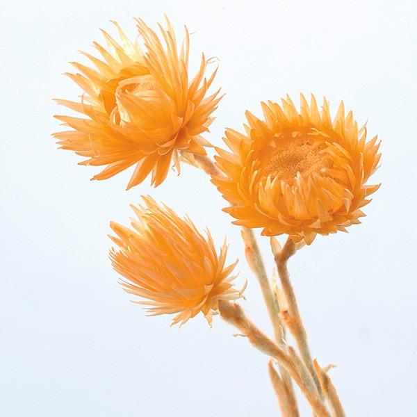 y|Cg5{ 11/03 09:59z hCt[ ԍ o ~jVo[f[W[ AvRbg hCt[ XbO u[P ԑ ԍ n_