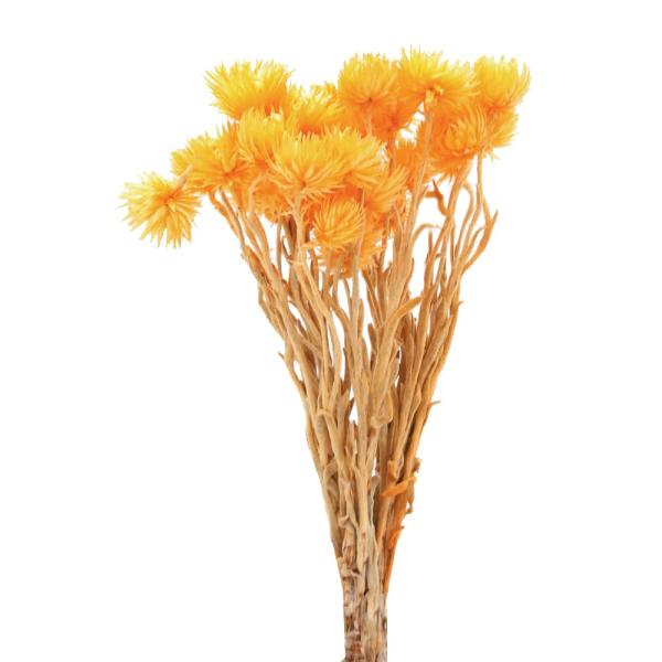 【商品仕様】全長:約30cm花径:約3.5~4cm1束(約25g)( allp5 )(10_dras)( 15_asoh )アレンジやリース、ブーケ、ワックスサシェなどでメイン花材として使える大人気商品です。花びしではたくさんの色バリエーシ...