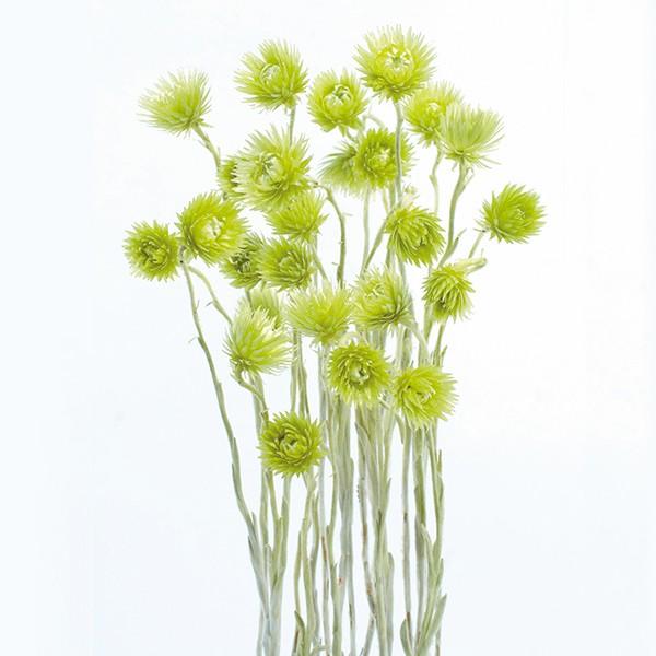 y|Cg5{ 11/03 09:59z hCt[ ԍ o ~jVo[f[W[ GWFO[ hCt[ XbO u[P ԑ n_