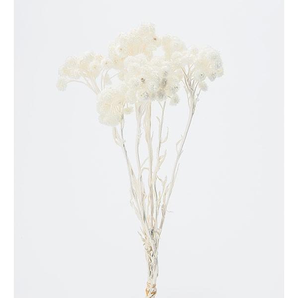 【商品サイズ】 全長約30-35cm 1束(約15g)( allp5 )(10_dras)( 15_asoh )ドライフラワーの中でも人気のイモーテルです。明るく可愛らしい色合いで、ハーバリウムの花材としても人気です。( flwhite )...