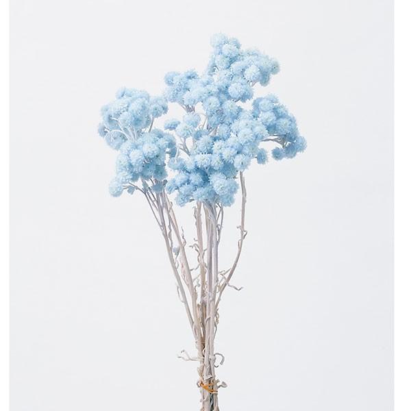 【商品サイズ】約30?35cmL約15g( allp5 )(10_dras)( 15_asoh )ドライフラワーの中でも人気のイモーテルです。明るく可愛らしい色合いで、ハーバリウムの花材としても人気です。( bluepp ) ドライフラワー...