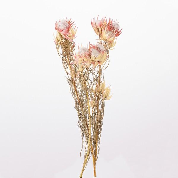 ドライフラワー 花材 即日出荷 【40％OFF】特価 ブラッシングブライド