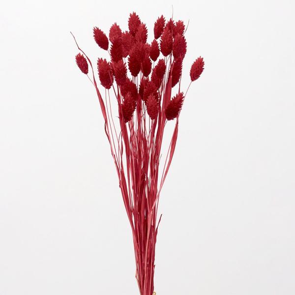 【商品仕様】全長約50cm1束(約19g)【お伝えしたいこと】※植物自体の特性で穂のボリュームの差が大きい商品です。同じものが一つとしてない商品との一期一会をお楽しみください。( allp5 )(10_dras)( 15_asoh )( d...