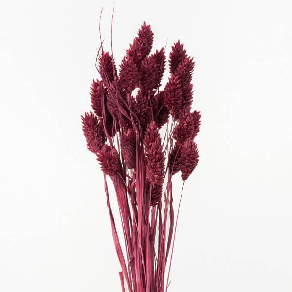 【商品仕様】全長約40cm1束(約15g)【お伝えしたいこと】※植物自体の特性で穂のボリュームの差が大きい商品です。同じものが一つとしてない商品との一期一会をお楽しみください。( allp5 )(10_dras)( 15_asoh )( d...