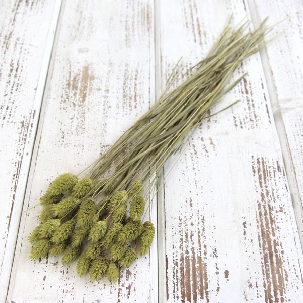 ドライフラワー 即日出荷 大地農園 ポアプランツ メイグリーン Soh 4 770 造花ドライフラワー専門問屋花びし 通販 Yahoo ショッピング