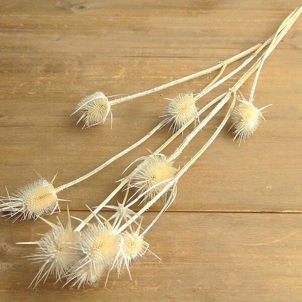 ドライフラワー 花材 即日出荷 チーゼル オフホワイト スワッグ ドライフラワー 花材 即日出荷 チーゼル オフホワイト スワッグ