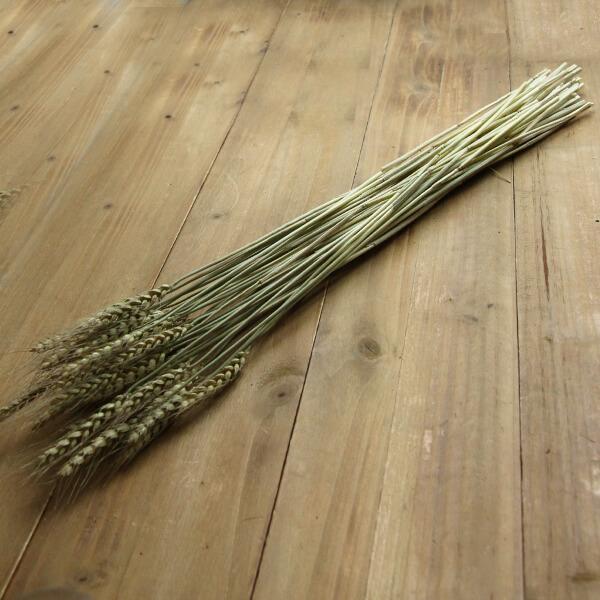 【商品サイズ】全長約65~70cm(約40本入り)( allp5 )(10_dras)( 15_asoh )国産小麦のドライフラワーです。自然な色合いのナチュラルグリーンです。( dbridl )( natrgr ) ドライフラワー スワッ...