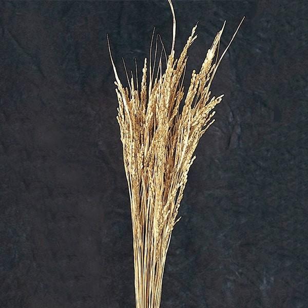 ドライフラワー 花材 即日出荷 大地農園 イナホ 稲穂 ゴールド 稲穂 インテリア 花材 材料 ディスプレイ 国産 和装 ドライフラワー 花束 Soh 902 造花ドライフラワー専門問屋花びし 通販 Yahoo ショッピング