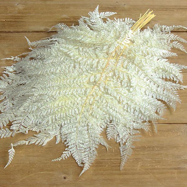 【商品仕様】全長約45~50cm1束(約10枚)( allp5 )(10_dras)( nwyrgrn )( 15_asoh )( drygr )国産ヒメワラビのドライフラワーです。大きな作品にも細かくカットし小さめアレンジにも使える素材で...