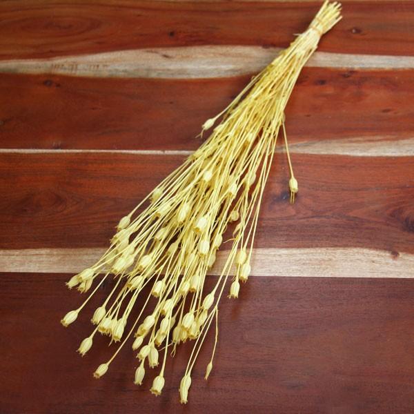 【商品サイズ】全長約50cm~60cm1束(約30g)※こちらは防虫加工商品です。( allp5 )(10_dras)( 15_asoh )お花のようなユニークな形の矢車菊のドライフラワーです。アレンジのアクセントに使える使いやすい素材です...