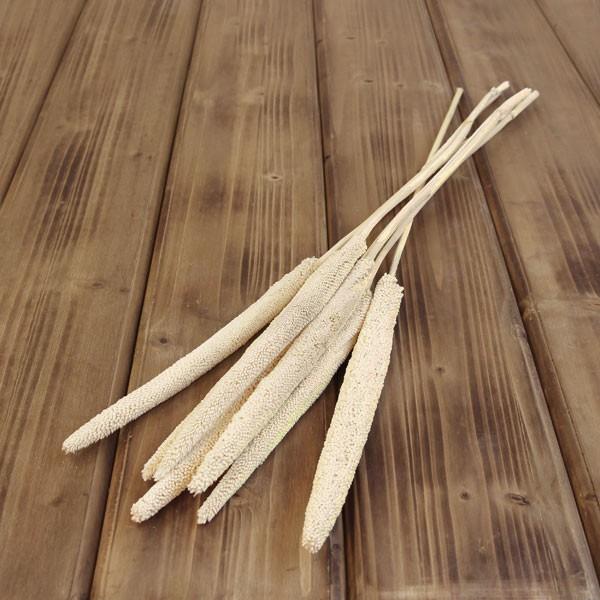 ドライフラワー 即日出荷 大地農園 ババラ 大 白 19ss ドライ 自然素材 ナチュラルドライフラワー インテリア プリ プリザ 花 Soh 010 造花ドライフラワー専門問屋花びし 通販 Yahoo ショッピング