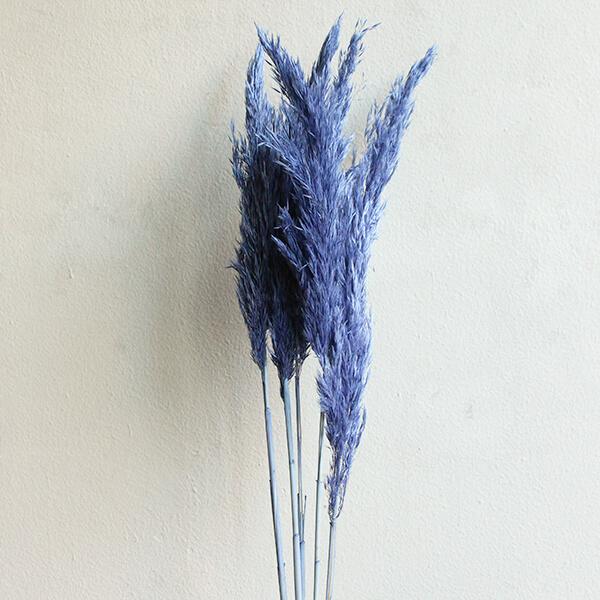 ドライフラワー 花材 即日出荷 プルームリード コバルトブルー 穂