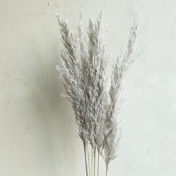 【商品仕様】 約5本全長約75cm( allp5 )(10_dras)( intrdry )( 15_asoh )( bkgry )( 2021SS )(dry)(nyflwr)( dbridl ) 穂 パンパス系 ドライフラワー スワッグ...