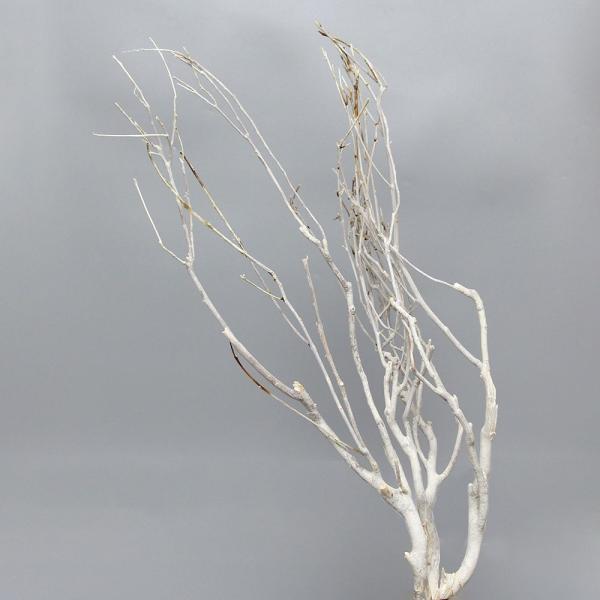【商品仕様】全長約40~70cm/1束(3本)( 10_dras )( 15_asoh )( allp5 )ガラスの花器に入れるだけで、シンプルなインテリアとして映える枝。カットしてリースやスワッグに使うのもおすすめです。( flwhite...