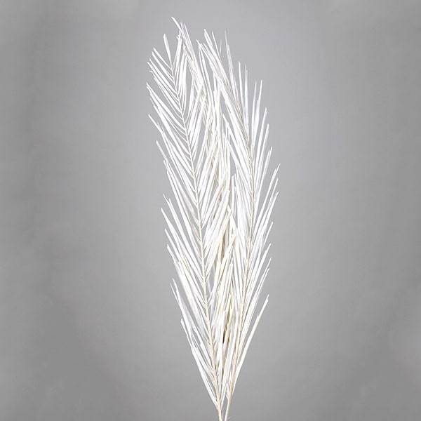 プリザーブドフラワー 即日出荷 大地農園 フェニックスリーフ オフホワイト Soh 011 造花ドライフラワー専門問屋花びし 通販 Yahoo ショッピング