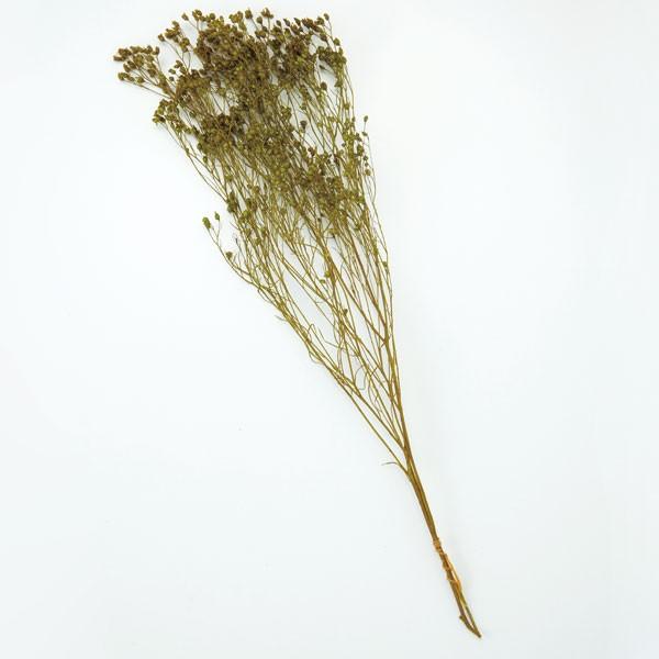 ドライフラワー 即日出荷 大地 束ねる モリソニア メイグリーン Soh 770 造花ドライフラワー専門問屋花びし 通販 Yahoo ショッピング