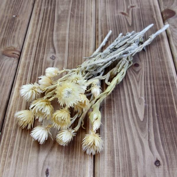 y|Cg5{ 11/03 09:59z hCt[ ԍ o Vo[fCW[ IW(Cg)  Vo[f[W[ ԍ f ޗ p[c f