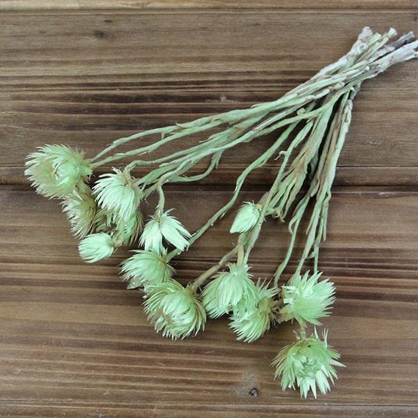 ドライフラワー 即日出荷 東方貿易 シルバーデイジー シルバーデージー 花材 材料 アレンジ ブーケ エメラルドグリーン Tbo 001 62 造花ドライフラワー専門問屋花びし 通販 Yahoo ショッピング