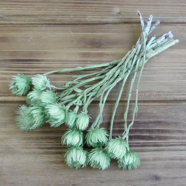 【商品サイズ】全長約25cm約10輪( allp5 )(10_dras)華やかで表情豊かなお花は、ハーバリウム、アレンジやブーケ、ワックスサシェなど様々なシーンで活躍する大人気商品です!!特にハーバリウムでは欠かせない花材です!一輪いれるだ...