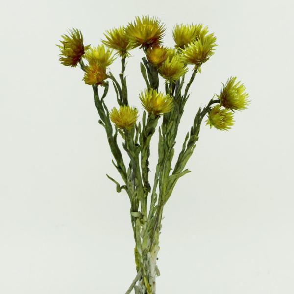 【商品仕様】全長約25cm約10輪( allp5 )(10_dras)華やかで表情豊かなお花は、アレンジやブーケ、ワックスサシェなど様々なシーンで活躍する大人気商品!!グリーンティは落ち着いた渋みのあるカラーです。花びしではたくさんの色バリ...