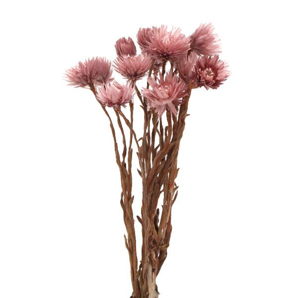 ドライフラワー 即日出荷 東方貿易 シルバーデイジー シルバーデージー 花材 材料 アレンジ ブーケ ロゼ Tbo 001 造花 ドライフラワー専門問屋花びし 通販 Yahoo ショッピング