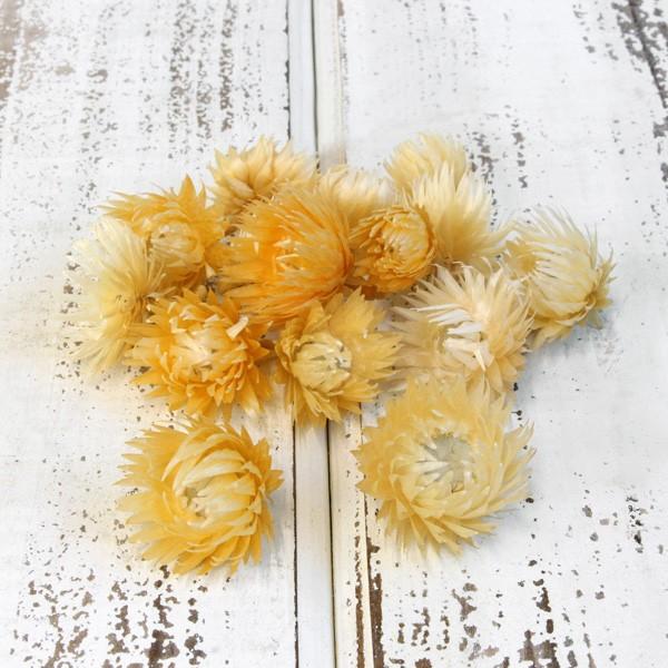 y|Cg5{ 11/03 09:59z hCt[ ԍ o Vo[fCW[wbh IW(Cg) Vo[f[W[ ԍ f ޗ DIY f