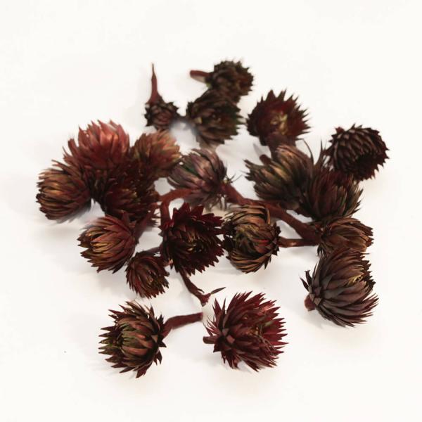 【商品仕様】15輪入り( allp5 )(10_dras)綺麗な花の形で人気のシルバーデージーのヘッドタイプです。リースやコサージュや髪飾り、レジンやアロマワックスサシェなどさまざまなハンドメイド作品作りにおすすめです。まるでワインのような...