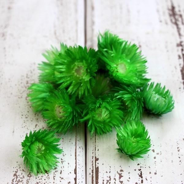 【商品サイズ】15輪入り( allp5 )(10_dras)( grleaf ) シルバーデージー 花材 素材 材料 パーツ ドライフラワー スワッグ ブーケ ドライフラワー花束 ドライフラワースワッグ リース アレンジ アレンジメント ナ...