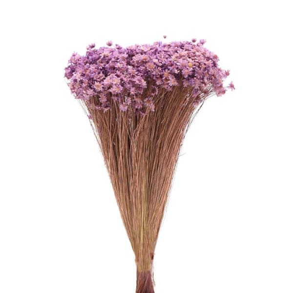 【商品仕様】全長約25~30cm花サイズ:約0.3~1cm【お伝えしたいこと】※花のサイズに個体差があったり、一部に折れている花や、取れている花が含まれる場合がございます。※植物の特性上、ステム部分に原料由来のワタ状のものが付着している場合...