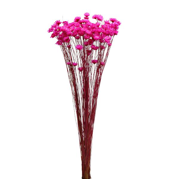 ドライフラワー 花材 即日出荷 スターフラワー ビビッドピンク ※画像