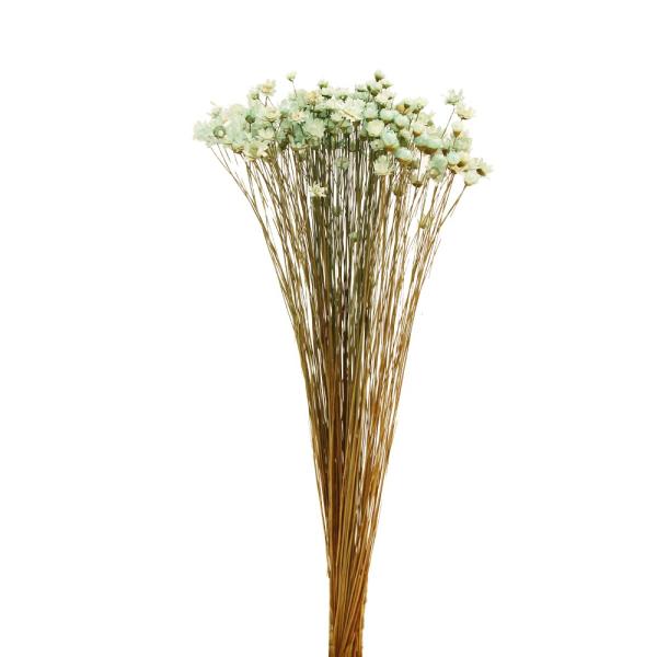 【商品仕様】全長 約25~35cm前後花径約0.5-1cm【お伝えしたいこと】※一部に折れている花や、取れている花が含まれる場合がございます。※1束中の花径に個体差がございます。※植物の特性上、ステム部分に原料由来のワタ状のものが付着してい...